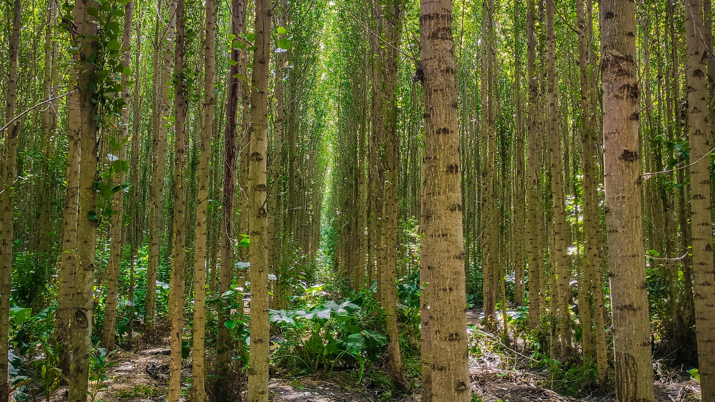 The Urgency of Environmental Law in Supporting Agroforestry Practices and Nature Conservation in Indonesia