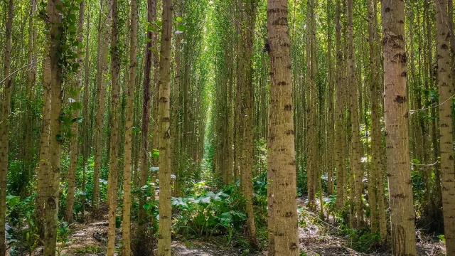 Urgensi Hukum Lingkungan dalam Mendukung Praktik Agroforestry dan Konservasi Alam di Indonesia
