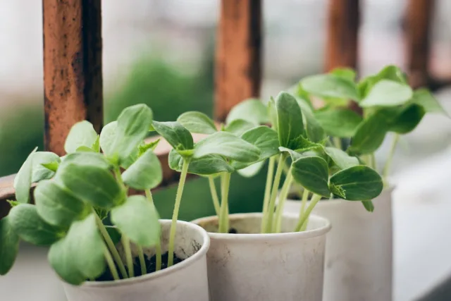 Menghijaukan Gang Kota: Hak Warga atau Pelanggaran Tata Ruang?