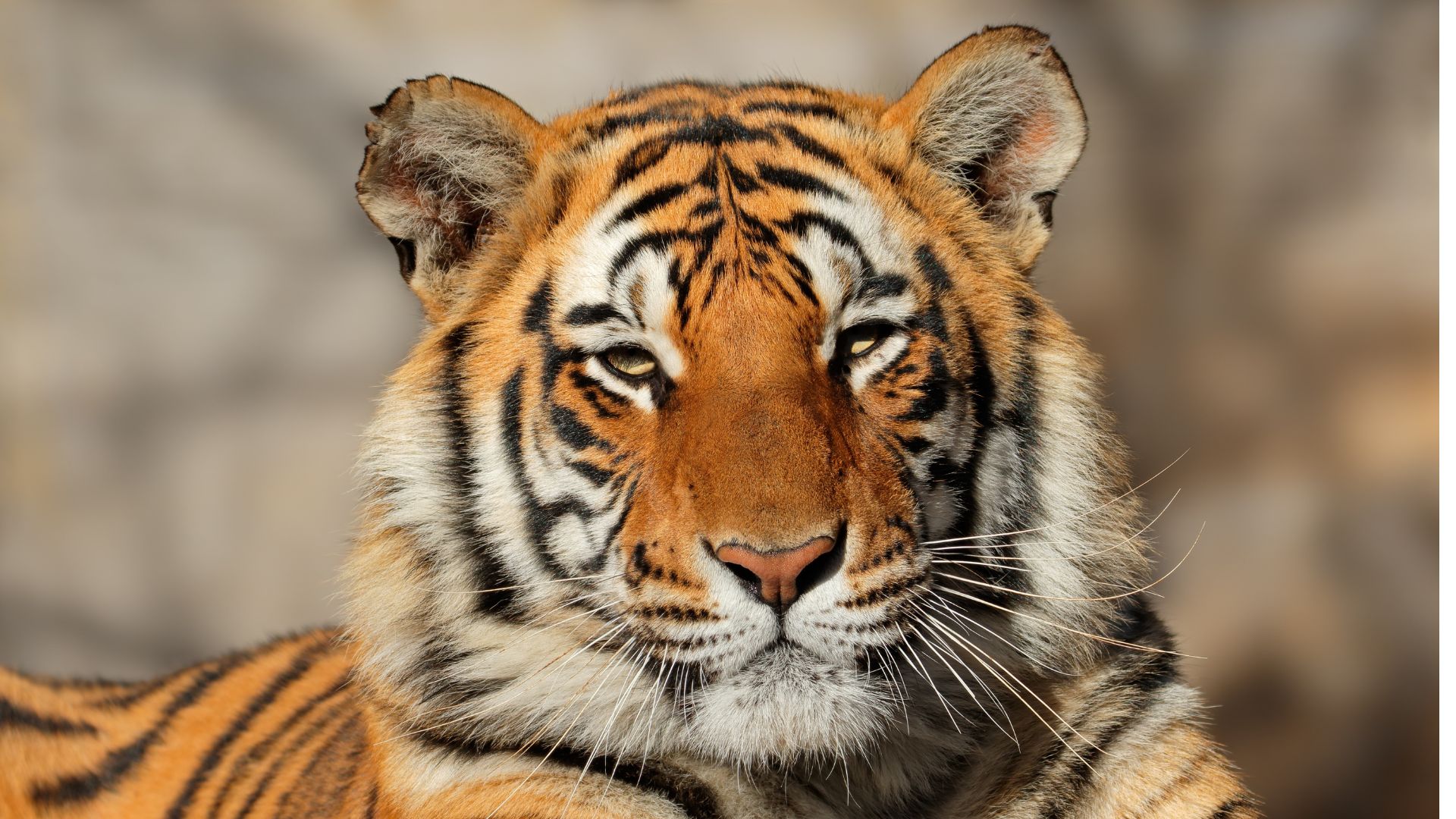 larangan perdagangan harimau di indonesia