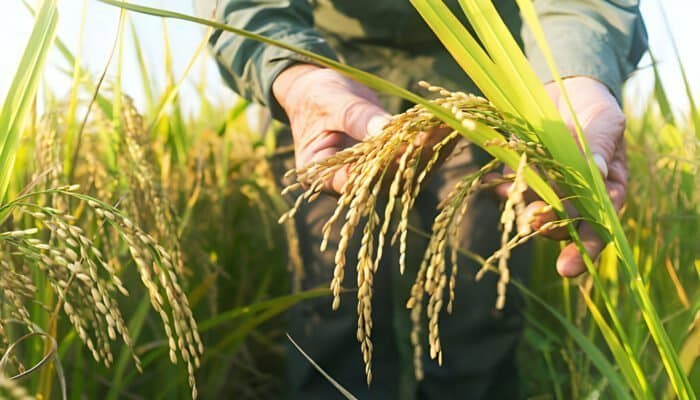 Menakar ‘Drama’ Kebijakan Food Estate: Sebuah Serangan Neo-Kolonialisme Agraria Terhadap Masyarakat Adat dengan Kemasan Baru