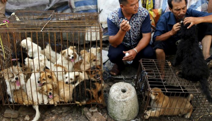 Bali Larang Penjualan Daging Anjing, Terancam Denda Rp 50 Juta!