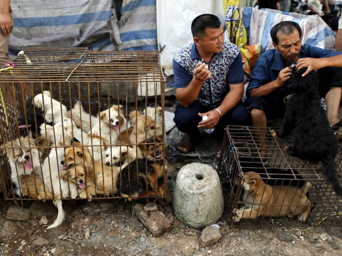 Perda Bali Larangan Penjualan daging Anjing di Bali