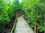 Hutan Mangrove dan Perubahan Iklim: Urgensi Regulasi yang Lebih Tegas