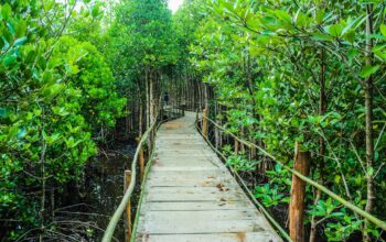 Hutan Mangrove dan Perubahan Iklim: Urgensi Regulasi yang Lebih Tegas