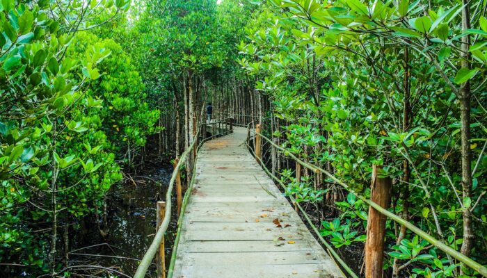 Hutan Mangrove dan Perubahan Iklim: Urgensi Regulasi yang Lebih Tegas