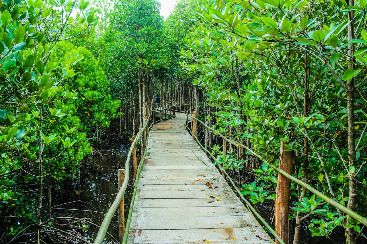 Hutan Mangrove dan Perubahan Iklim: Urgensi Regulasi yang Lebih Tegas